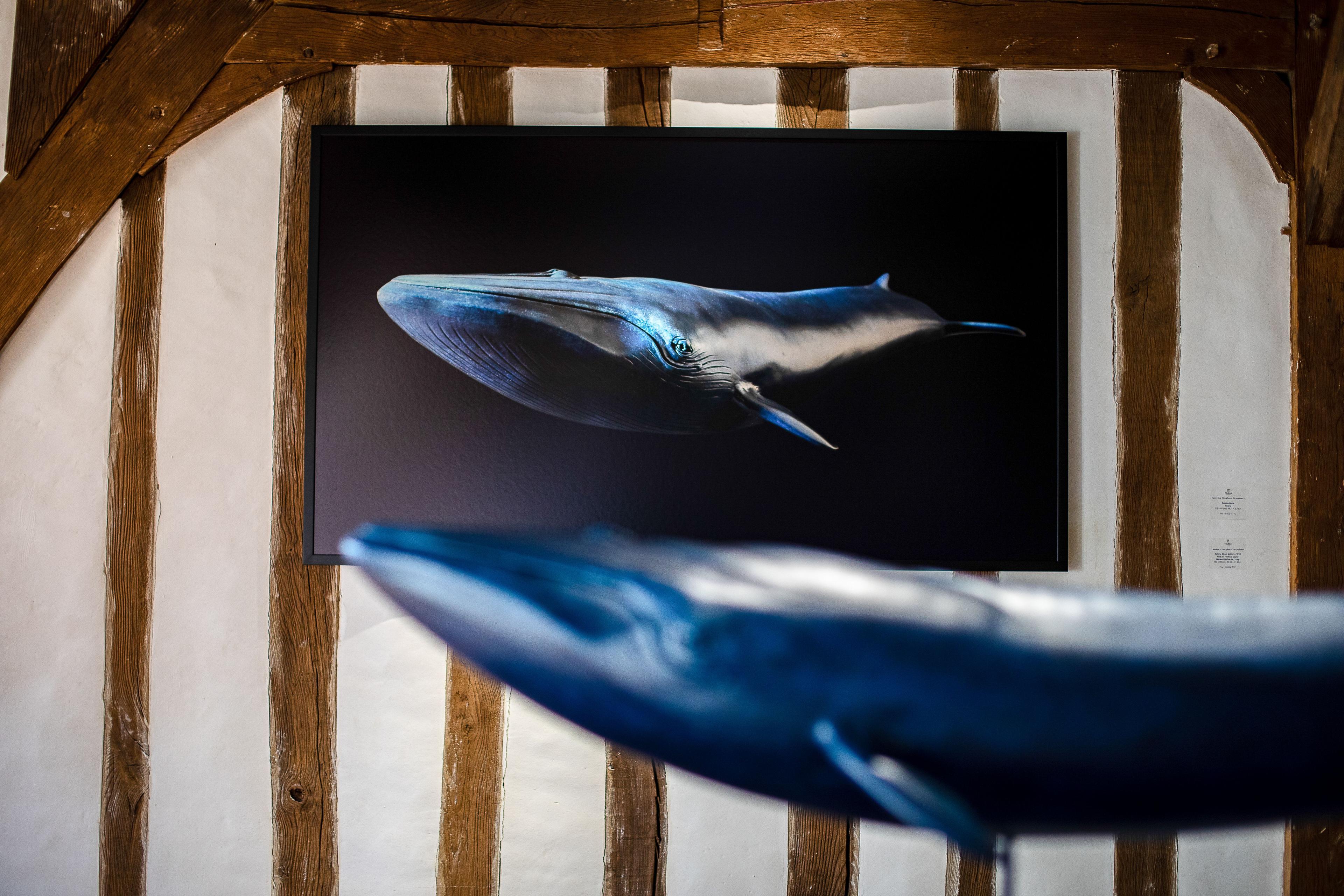 Baleine bleue - undefined (null)